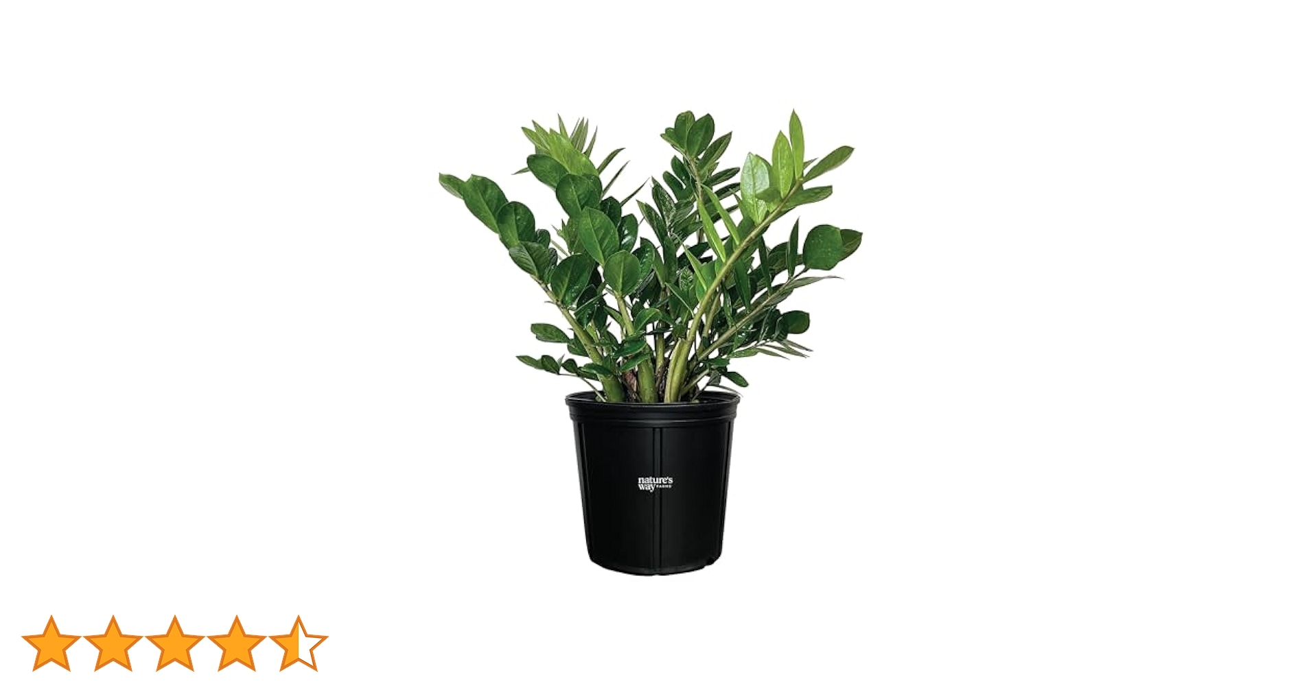 Plants ManiaVALIEM Warp Devil、BRERO Plants ManiaVALIEM Warp Devil、BRERO ZZ Plant - House Plants